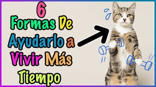 6 FORMAS DE AYUDAR A TU GATO A VIVIR MÁS TIEMPO