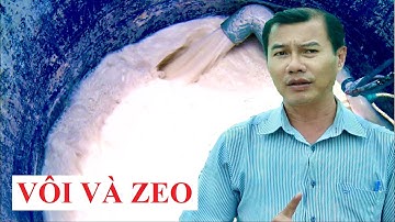 DÙNG VÔI VÀ ZEO KHI TRỜI MƯA THẾ NÀO?    #nuoitom​​​​​ #thuhoachtom​​​​​ #thuysan #visinh
