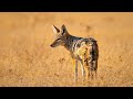 Life And Struggles Of Africa S Underdog The Jackal Our World Life And Struggles Of Africa S Underdog The Jackal Our World