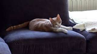 Funny Cats Try Out New Velvet Couch
