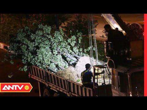 Video Hơn 200 cây phong lá đỏ được di dời trong đêm | Cư dân... - youtube