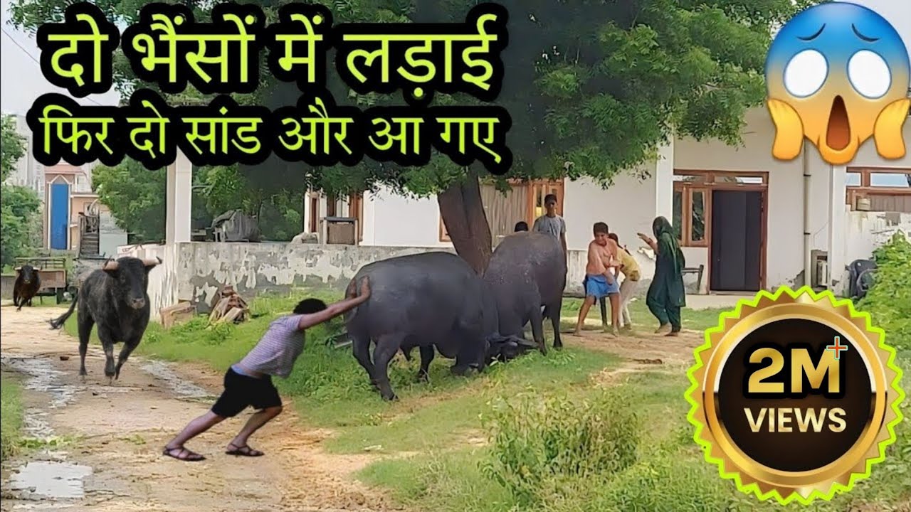 दो भैंसों में हुई भयंकर लड़ाई फिर दो सांड और आ गए😱#buffalo  #bullfight