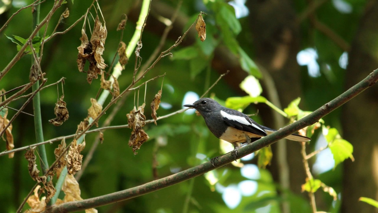 Hot Shade x Christian Walz - Wonderchild