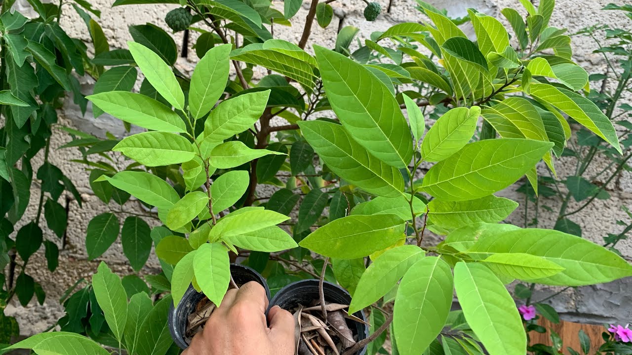 زراعة بذور القشطة ومعلومات شاملة عن العناية بشجرة القشطة ( السفرجل الهندي )