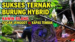 Download Lagu SUKSES TERNAK BURUNG HYBRID HASIL KAWIN SILANG CUCAK JENGGOT DENGAN KAPAS TEMBAK Download Lagu SUKSES TERNAK BURUNG HYBRID HASIL KAWIN SILANG CUCAK JENGGOT DENGAN KAPAS TEMBAK