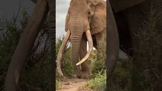 Super-close encounter with a beast of an elephant! #beautiful #wildlife #animals #elephantvlog