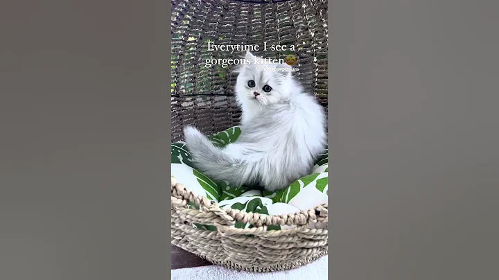 Watch the video about How cute is this kitten 🐾😚❤️ #viralvideo #persian#persiancat #persiankitten#CUTIEE#subscribeformore.