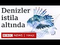 Aslan balığı: Türkiye denizlerindeki istilacı türler