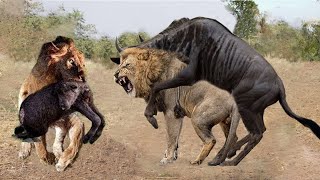 The Moment When Wildebeest Fought Back A Ferocious Lion To Save His Child From A Terrifying Hunt
