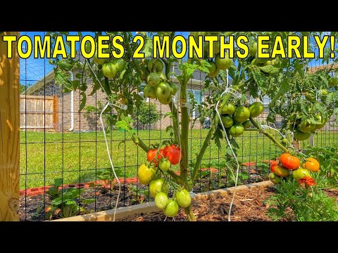 Video: Činjenice o rajčici za ranu djevojku: Savjeti za uzgoj biljke rajčice za ranu djevojku