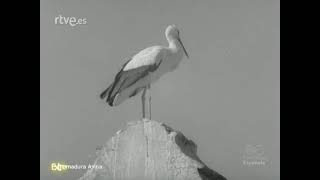 Las cigüeñas 'Por San Blas, la cigüeña verás' - Extremadura