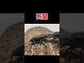 ギラファノコギリクワガタvsグランディスオオクワガタ