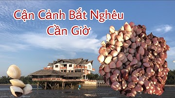 Cận Cảnh Bắt Nghêu Dưới Lớp Cát Ven Biển Cần Giờ- Nguyễn Ngọc Kiều