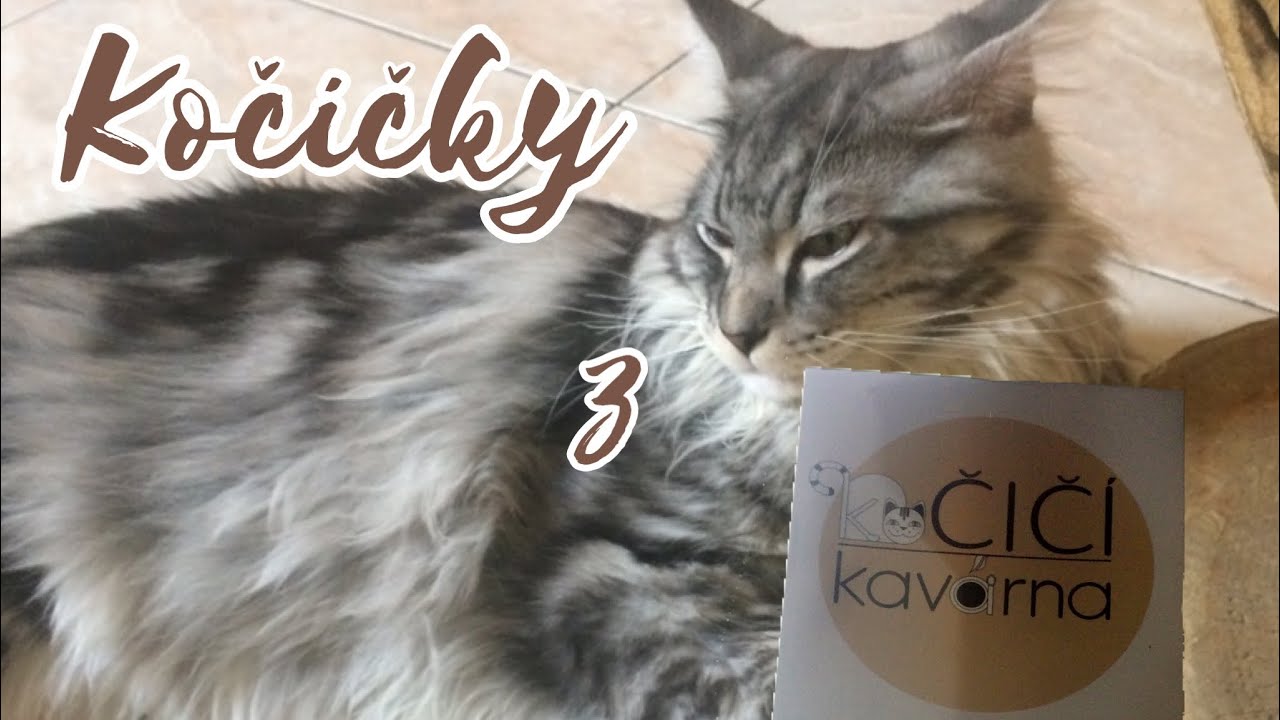 Kočičky z kočičí kavárny na Smíchově 😻