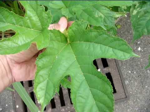 台灣常見野菜--小葉桑