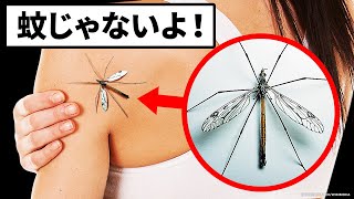 【閲覧注意】もしこの虫を見てもつぶさなくて大丈夫！怖そうだけど実は無害な虫たち