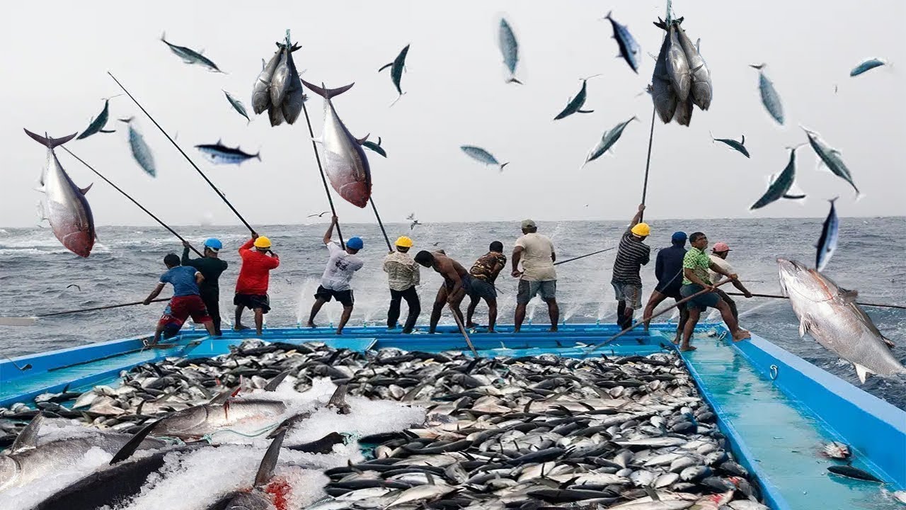 How To Pole and Line Tuna Fishing - Giant Bluefin Tuna Fish Cutting Skill  Sashimi 
