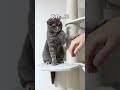猫あるある一週間の歌 #猫動画 #猫 #cat #猫好きさんと繋がりたい #ネコ #子ネコ #猫のいる生活 #元気になる動画 #子猫 #猫のいる暮らし