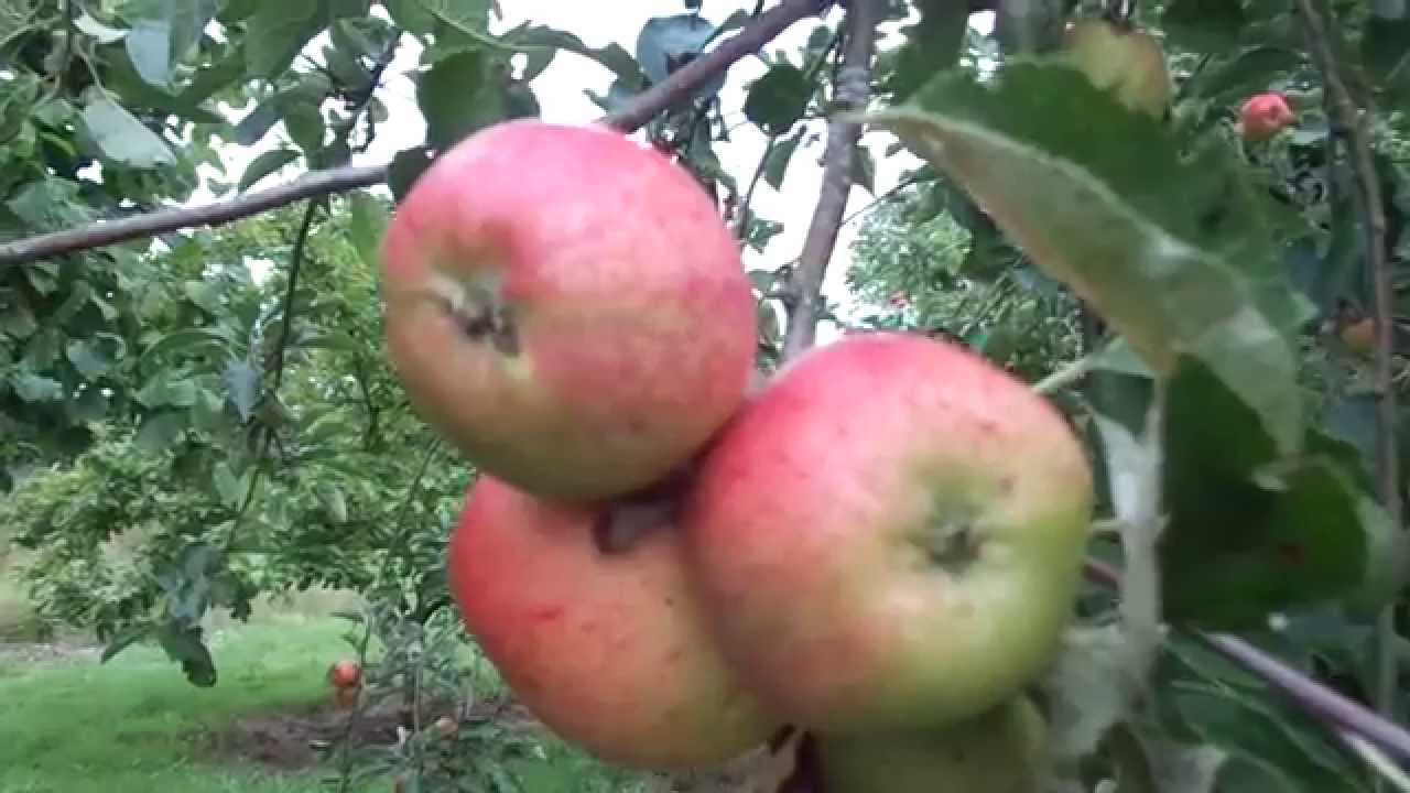 Irish Peach, a lovely but flawed summer apple YouTube
