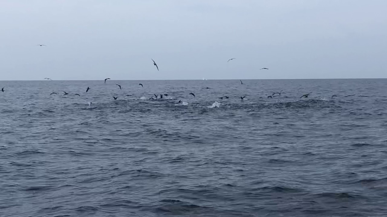 Brown Noddy’s & Sooty’s