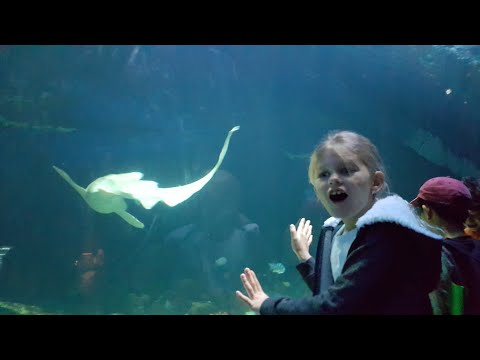 Video: Vancouver Aquarium: Den kompletta guiden