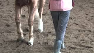 Copyright Smarthorses.com 2016 - Feetzoomonly