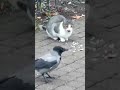 КОШЕЧКА И ВОРОНЫ.
