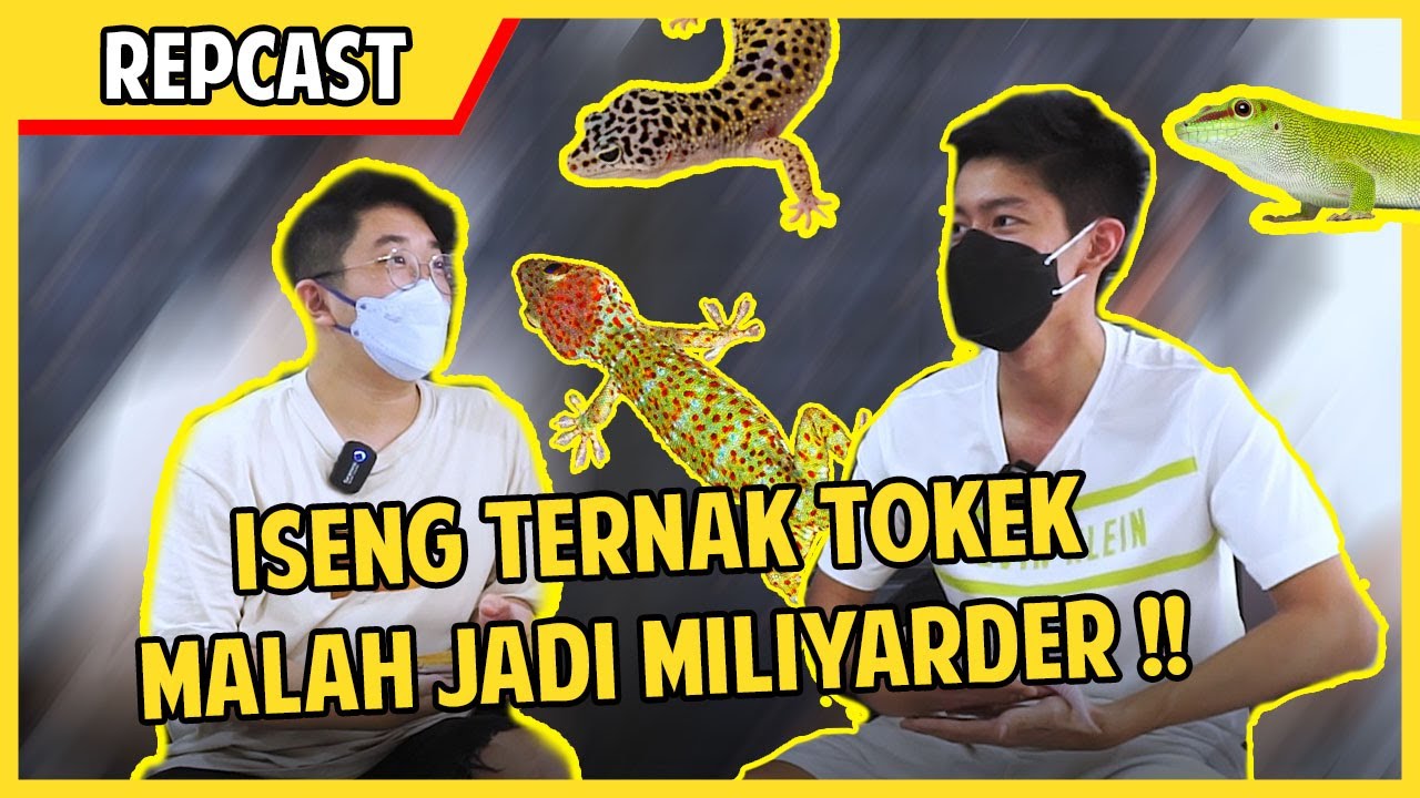 UMUR 20 TAHUN , OMSET RATUSAN MILIYAR !! KARENA TERNAK TOKEK LEOPARD GECKO