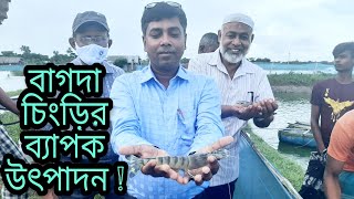 একটি মডেল আধা-নিবিড় বাগদা চিংড়ি খামারের উৎপাদন | Production of a model semi-intensive shrimp farm screenshot 5
