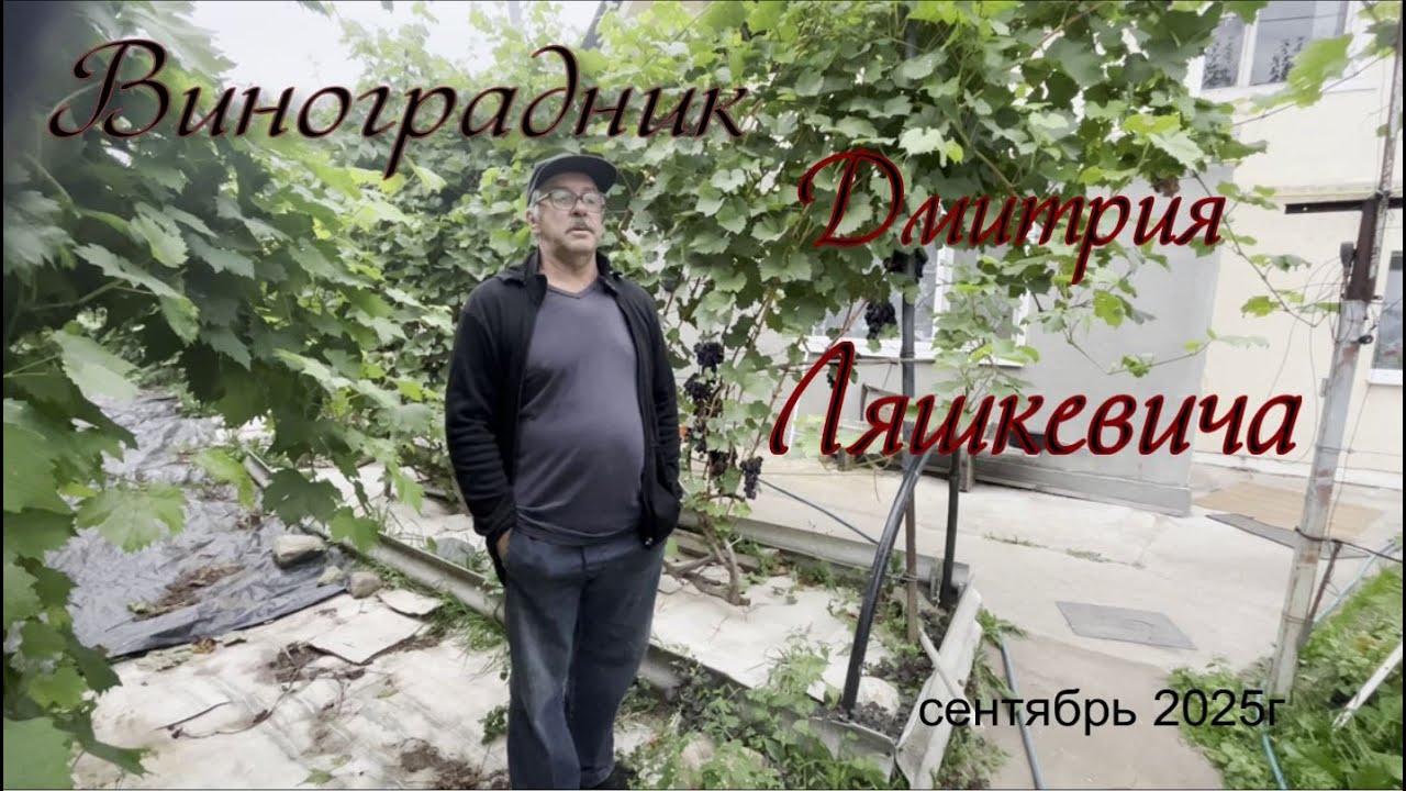 Виноградник Дмитрия Ляшкевича  Осень2025г