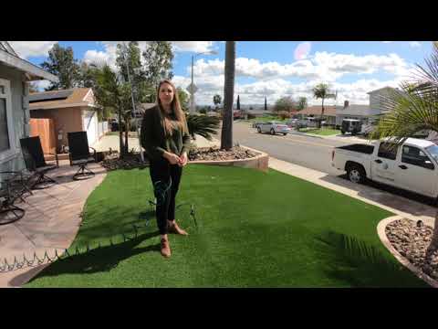 How to remove the smell of urine on artificial turf with Urea-Z