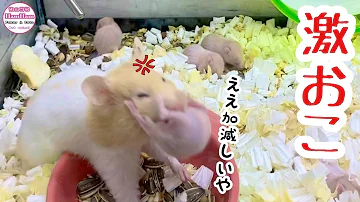 تحميل 全力でドアをとおりたがるはむすたー تحميل 全力でドアをとおりたがるはむすたー