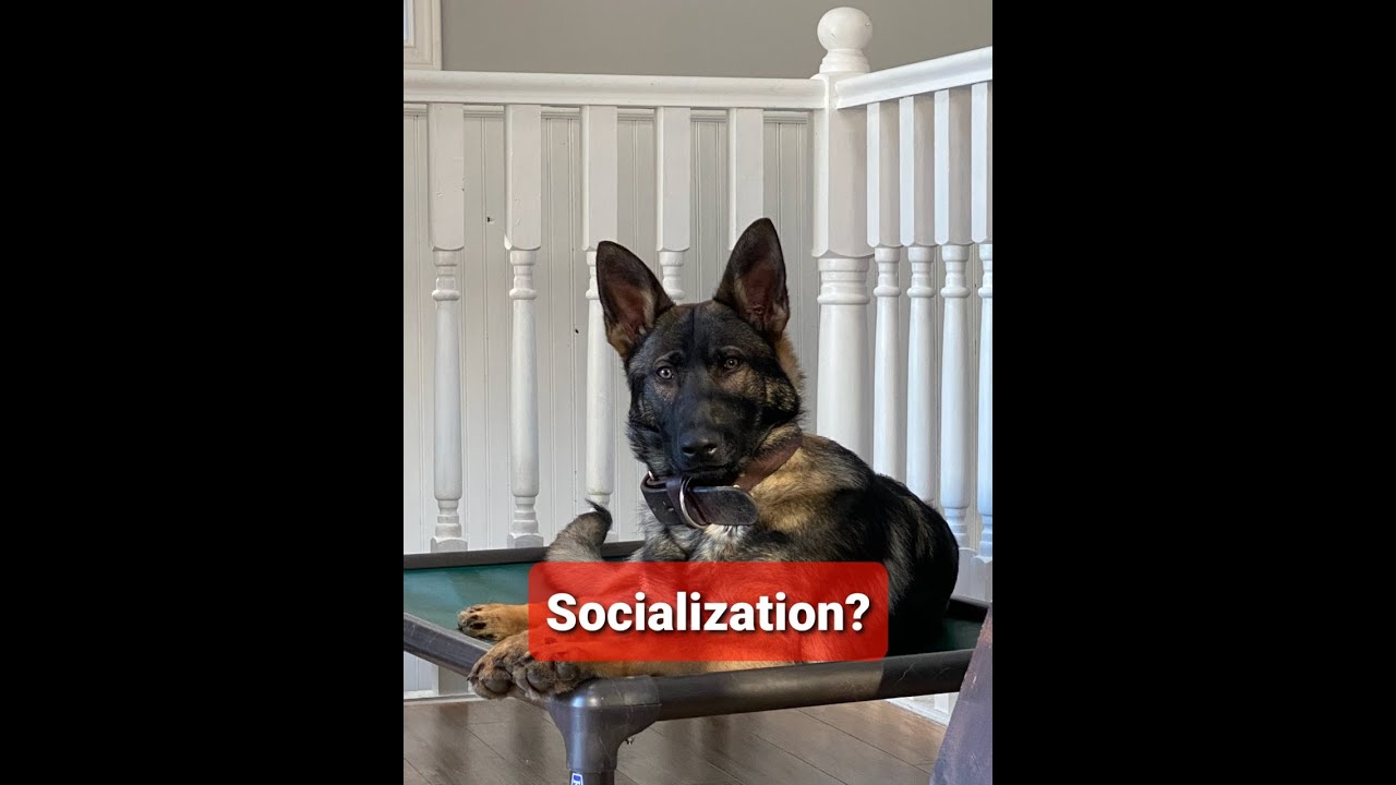 Socializing a young German Shepherd - SHIELD K9