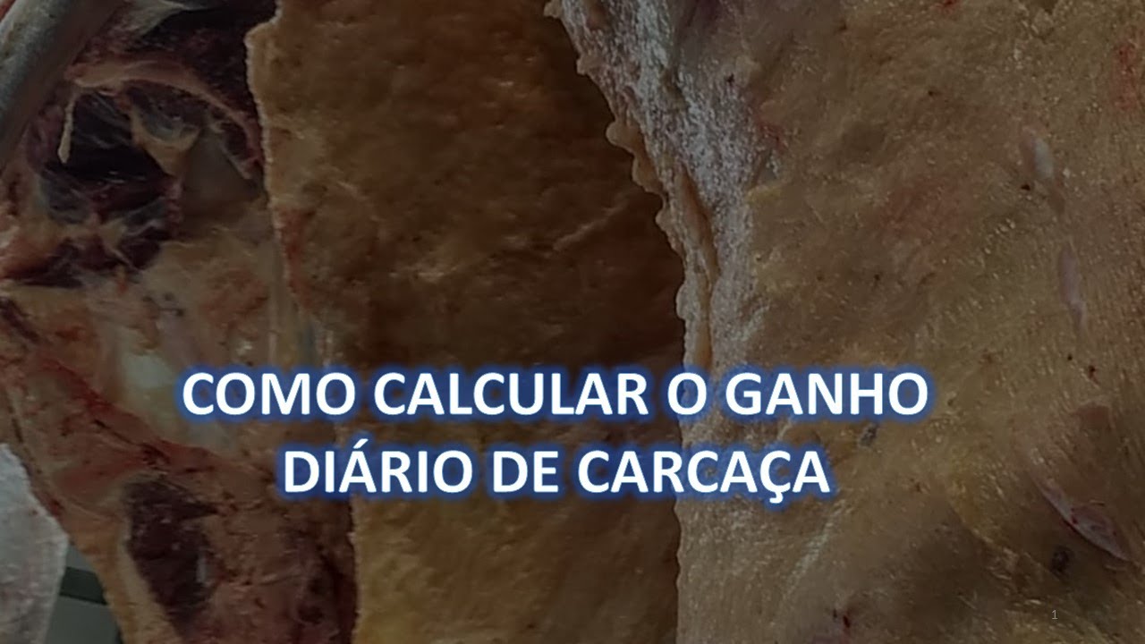 Como calcular o GANHO DIÁRIO DE CARCAÇA, e qual a importância de avaliar