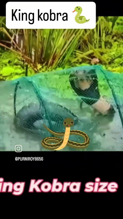 king kobra π #snake #song #ytshorts #flood #trending #nature #yt #shorts #viralshort #viral