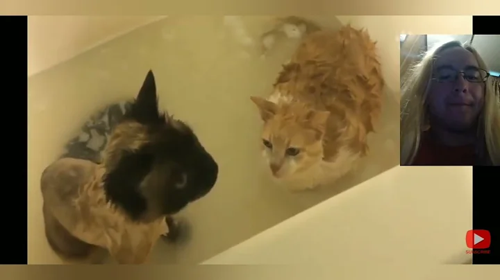 Try Not to Laugh: Cats Hate Water Edition