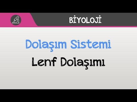 Dolaşım Sistemi - Lenf Dolaşımı