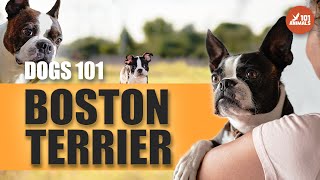 Boston Terrier 101 - The Perfect Dog for Your Home by Animals101 6,924 views 11 months ago 2 minutes, 49 seconds