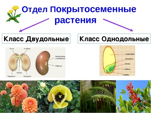 Однодольные и двудольные растения. Особенности строения, различия