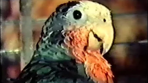 Птицы-пересмешники
