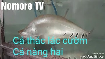 Bắt cá mồi cho cá thác lác cườm (cá nàng hai).
