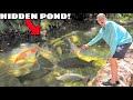 Finding hidden pond filled with exotic fish