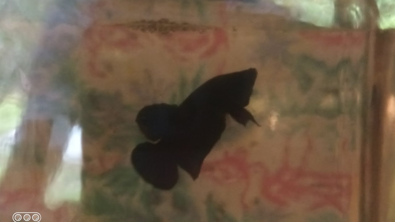 เพิ่มความดุให้ปลา ไม่ไล่ลูกไล่  แก้ไขแบบนี้