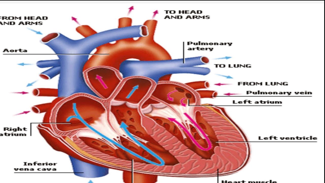 Heart anatomy YouTube Heart anatomy YouTube