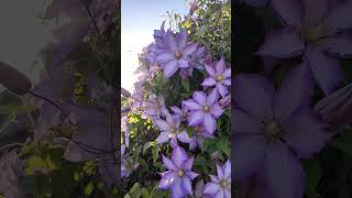 Україно ти для мене диво #nature #життя #рек #весна #lake #фото #природа #flowers #квіти #love #ua