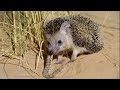 This Is How A HEDGEHOG Hunts A Fast Agile And Far From Harmless Predator This Is How A HEDGEHOG Hunts A Fast Agile And Far From Harmless Predator
