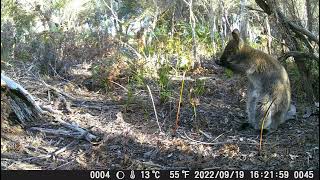 DSCF0045  - Bennetts Wallaby - (location 'South East')