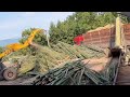 Pure Mechanical Power Changing Massive Bamboo Logs Into Soft Paper Pulp