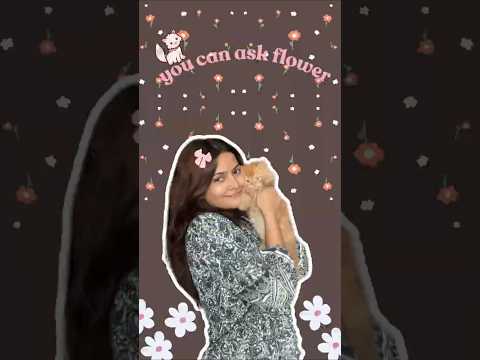 pretty little baby cat #shorts #shortsviral #shortvideo