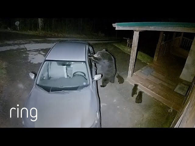 Mama Bear Vs. Car Window | RingTV class=